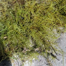 苔藓