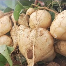 湖北沙洋精品凉薯，现摘现发，货源稳定，全国发货