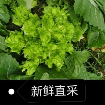 四川峨眉山蔬菜基地新鲜儿菜
