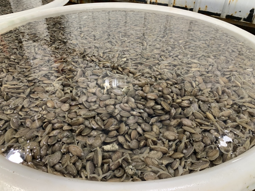 一名穿着防水裤的渔民正在退潮后的泥滩上弯腰捡拾花蛤,手中提着装满花蛤的竹篮,远处可见成片的蛤田和养殖围网,天空晴朗,展现现代化贝类养殖作业场景 渔民在滩涂上采集花蛤