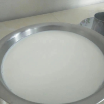 鲜羊奶，萨能奶山羊，日产日产百余斤鲜羊奶