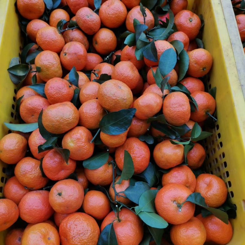 [沙糖桔批发]广东正宗砂糖橘,细皮果,大吨位供应,一条龙服务价格1.