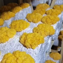 金耳菌包