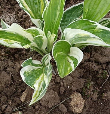 [玉簪批发]银边玉簪价格0.50元/棵 - 一亩田