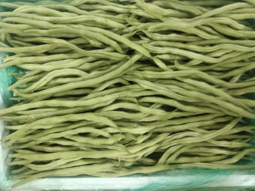 无筋豆的特写照片,展示其翠绿色泽和光滑无筋的豆荚 无筋豆的特写照片,展示其翠绿色泽和光滑无筋的豆荚