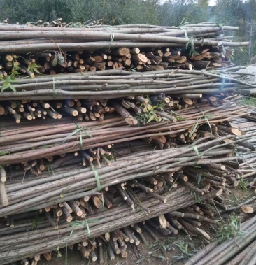 [旱柳批发]柳树杆子效应棒 大量供应价格1.20元/棵 - 一亩田