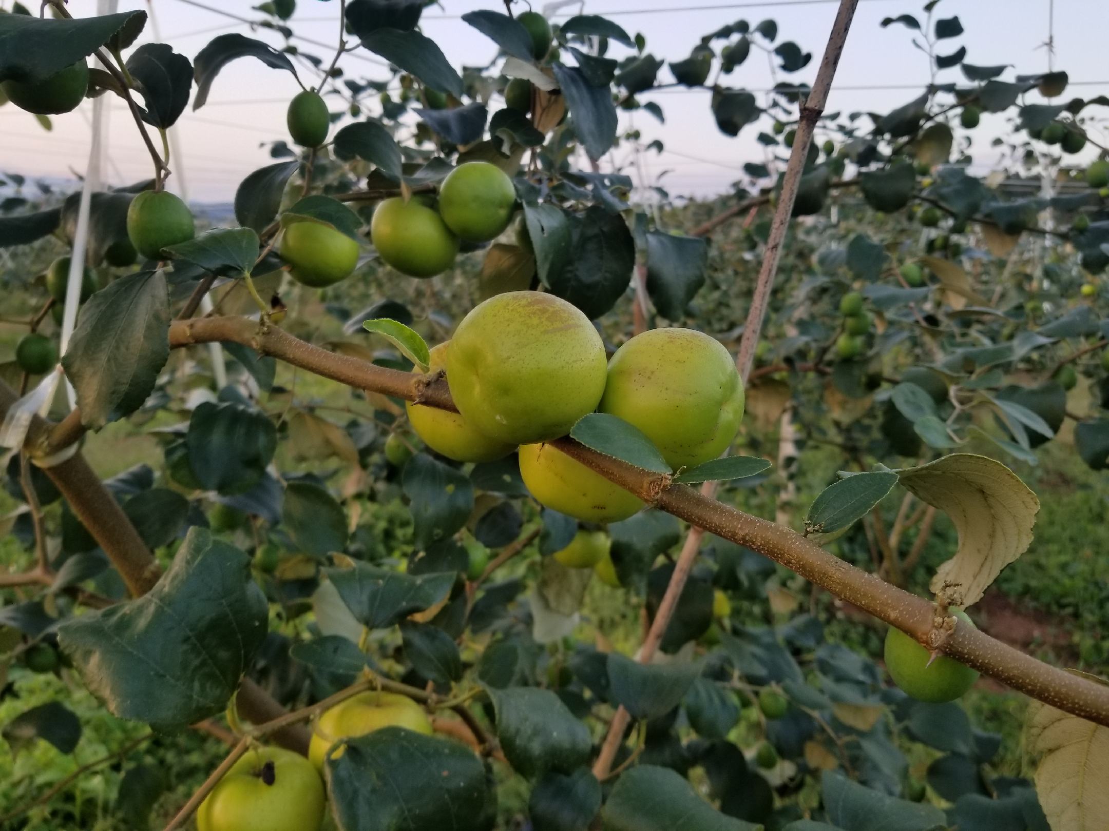 青枣与冬枣市场价格对比图