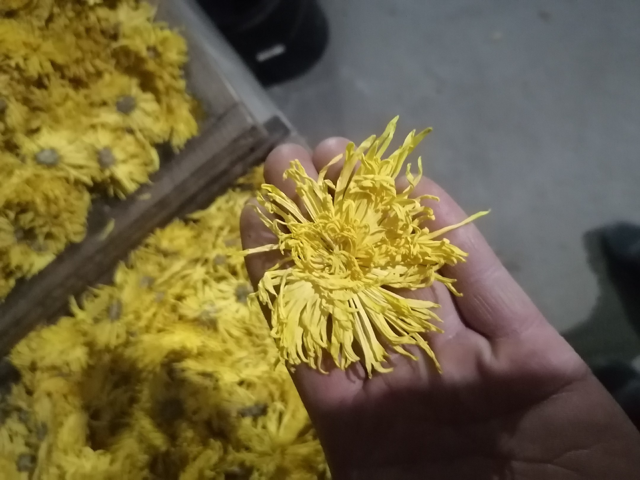 野菊花嫩叶的采摘与清洗过程