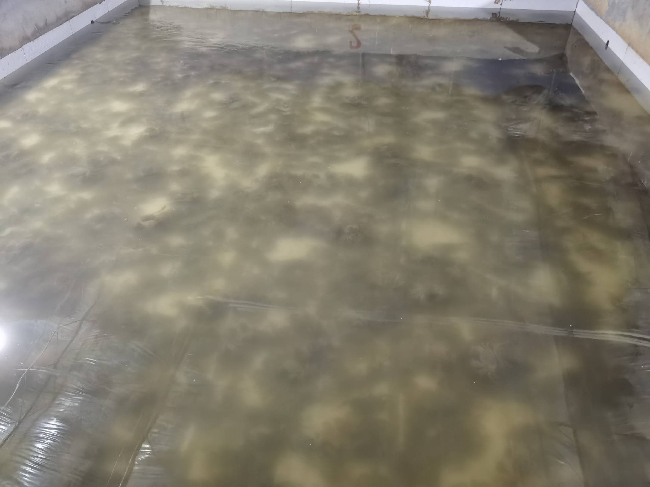 蒸制前处理大闸蟹