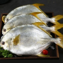 金鲳鱼200～900各规格海洋牧扬肥美冰鲜及冻品直供全国