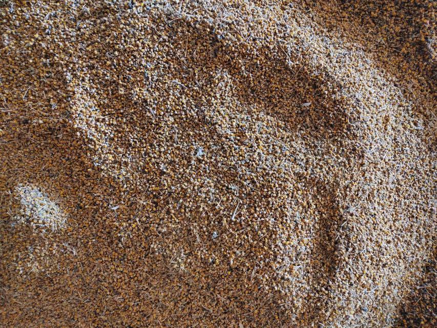 干燥的野菊花药材,花朵完整,颜色金黄 野菊花药材特写