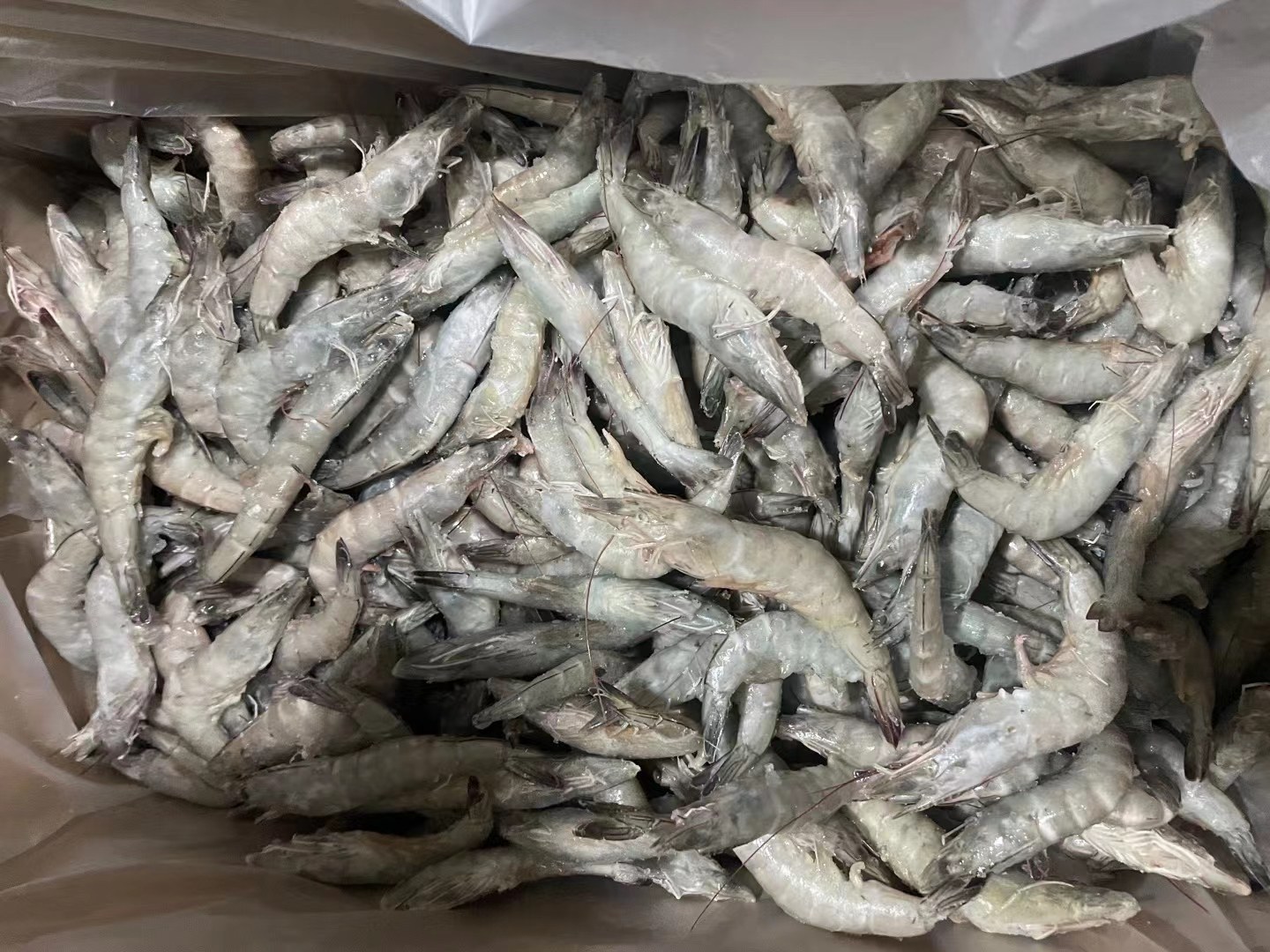 南美白对虾标粗后转塘操作