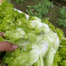 早儿菜