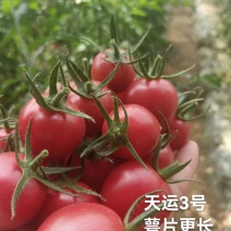 圣女果