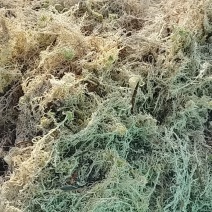 苔藓系列