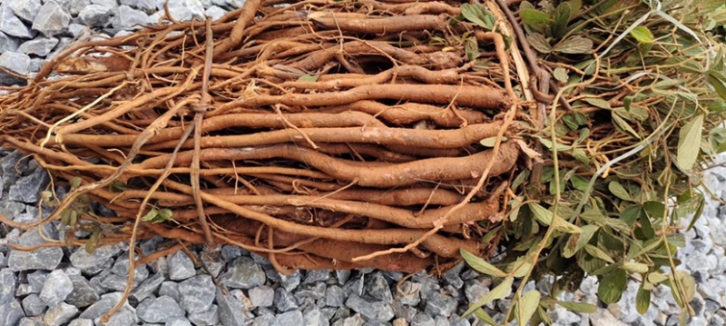 中药牛大力产地哪里最好