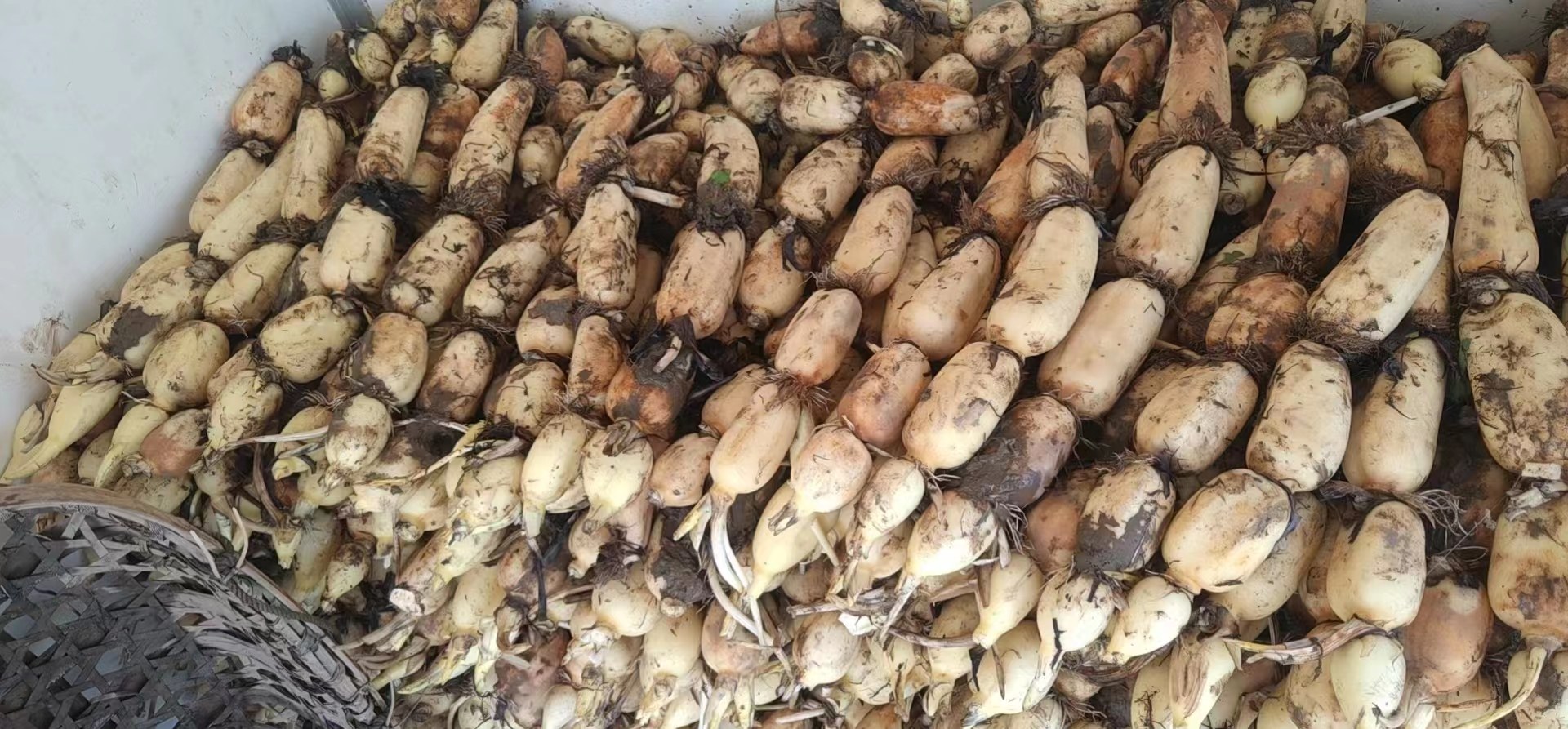 莲藕选购与保存方式对比图,展示新鲜与变质藕的差异 莲藕选购与保存方式对比图