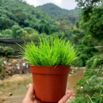 黄金姬菖蒲桌面阳台办公室微型盆景绿植好养易活
