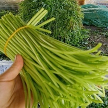 嫩芦蒿