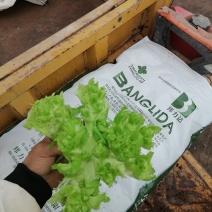 大心儿菜出来了
