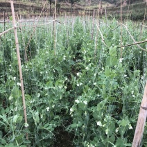 长寿仁豌豆，甜豌豆，青豌豆，儿菜
