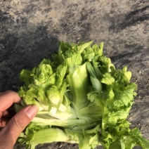 儿菜，娃娃菜1111122222111112221222