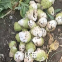 芥菜头疙瘩种植基地长期供货代发全国市场欢迎来电咨询