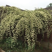 木香苗