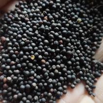 油菜籽