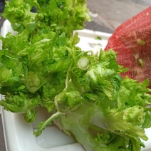 儿菜