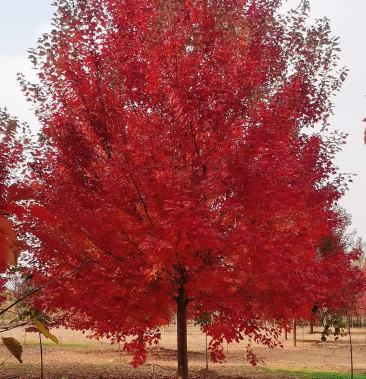 [红枫批发]15公分美国红枫红冠价格2200.00元/棵 - 一亩田