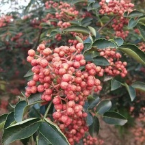 花椒籽花椒种子新大红袍花椒子野生鸽粮专用泡脚育苗榨油