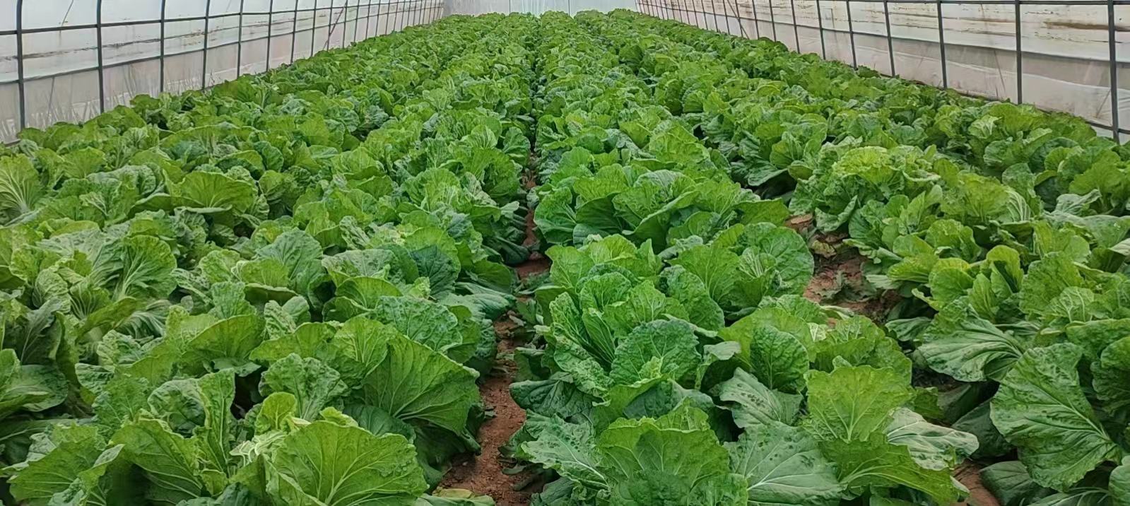 改良青杂三号大白菜种植基地