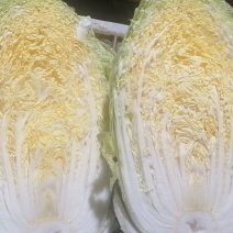 大颗黄心菜，适合加工厂