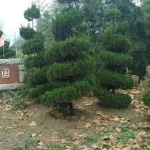 龙柏造型树