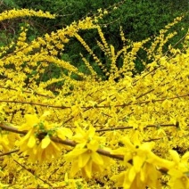 连翘小苗
