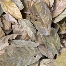 金花茶叶【包邮】三斤起发货可批量可零售量大从优