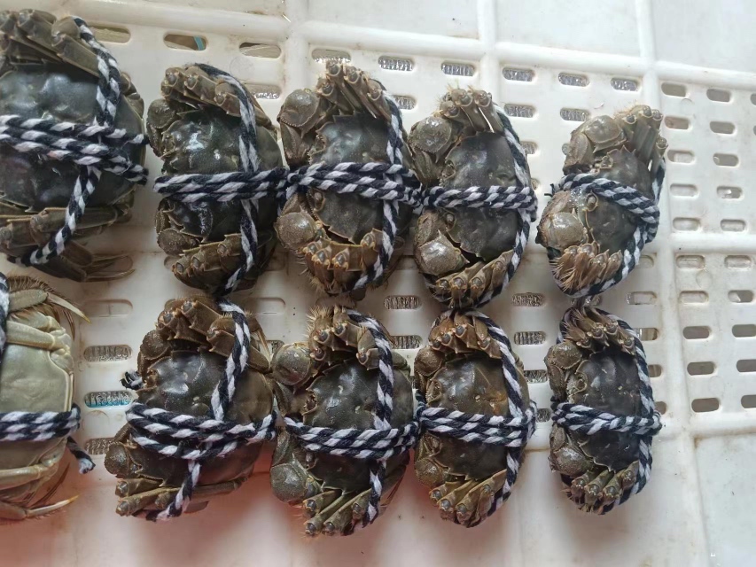 一只正在被称重的大闸蟹,旁边放有标准秤盘 大闸蟹称重展示