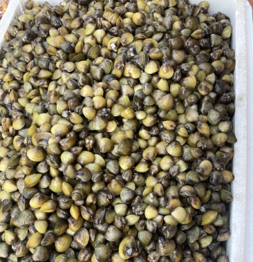 [黄蚬子批发]【优选】湖北仙桃市 河蚬 黄沙蚬 大量供应欢迎采购价格