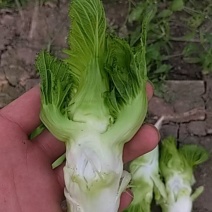 精品儿菜菜丫子大量有货价格不高几毛几毛需要的来