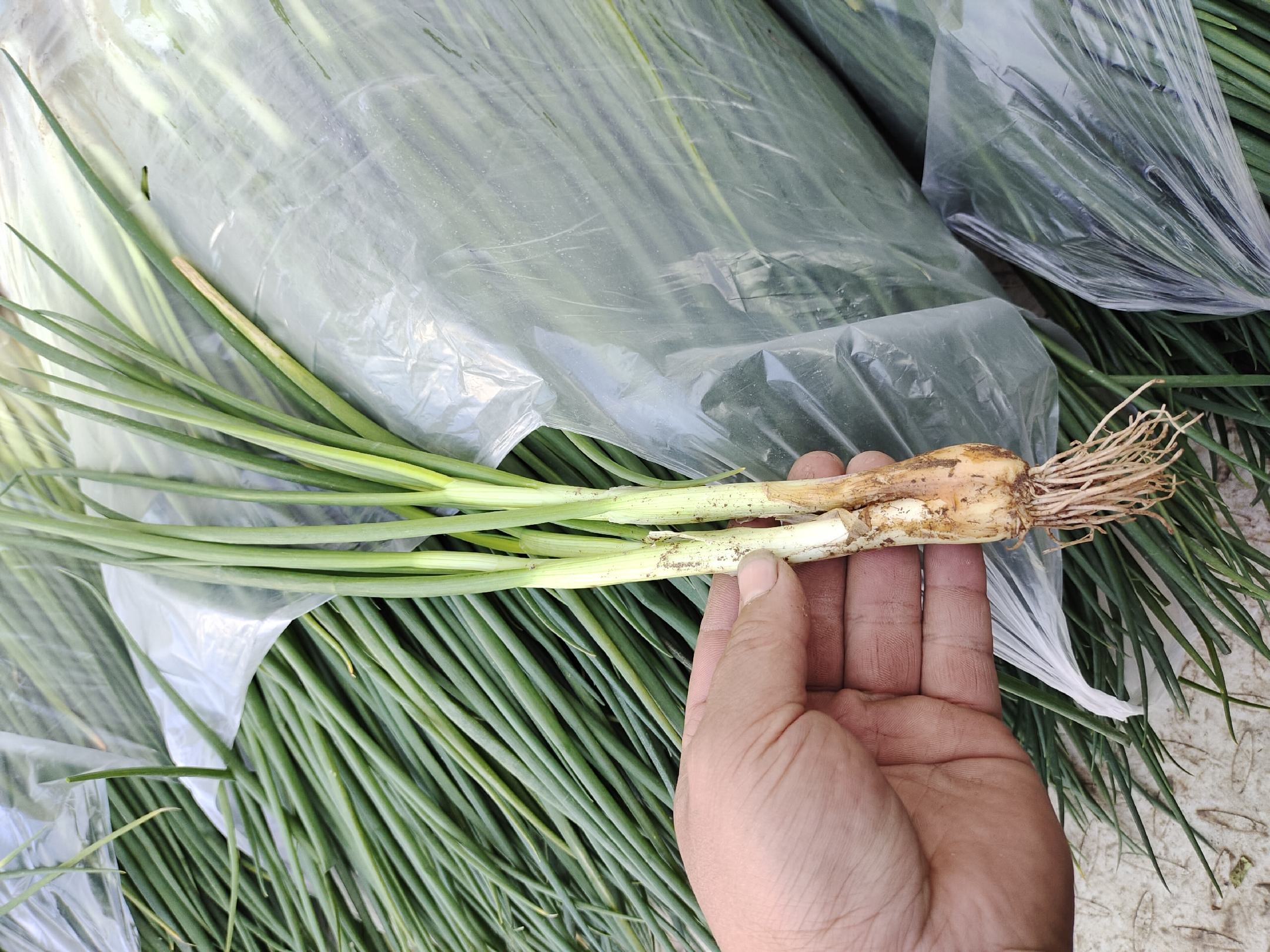 一张展示如何挑选冬桃的示意图,包含挑选要点的文字说明和实物对比图 冬桃选购指南