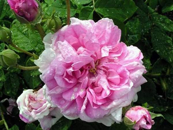 玫红雏菊花朵特写