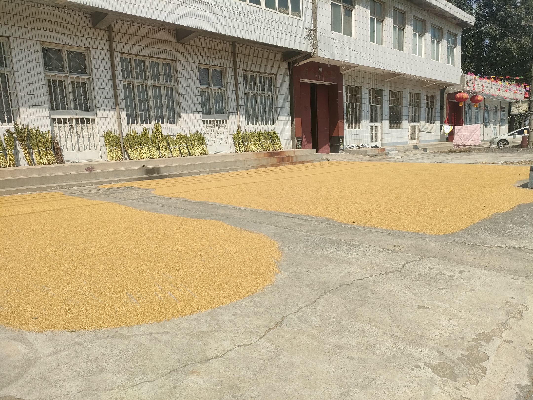 小米辣在阳光下晾晒的场景,展示摊铺均匀、定期翻动的过程 小米辣晾晒过程