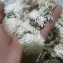 【荐】七月菊安徽菊花茶可视频看货