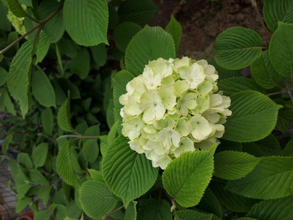 八角金盘盛开的花朵特写