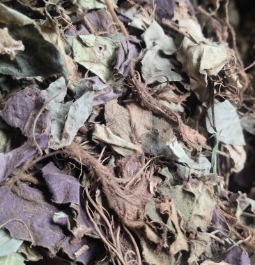 [短穗兔耳草批发]兔耳草贵州产地货一手资源质量保证欢迎广大客户订购