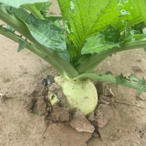 大头菜
