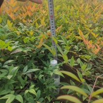 基地直发南天竹视频看货发货绿化专用量大优惠质量保