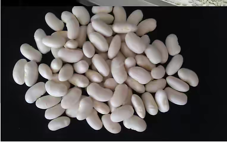 生芸豆与熟芸豆形态及理化性质对比图:直观展示加热前后结构性变化,强调毒素热不稳定性 生芸豆与熟芸豆对比特写:左侧为干燥红芸豆整豆与剖开子叶,色泽鲜红、质地坚硬;右侧为同批次经沸水煮沸30分钟后的软烂芸豆,颜色转为暗红褐色,质地绵软。背景为实验室pH试纸与微量毒素检测试剂盒,暗示毒素热敏感性