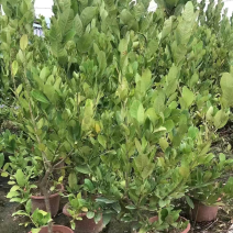 广东香水柠檬大苗可挂果